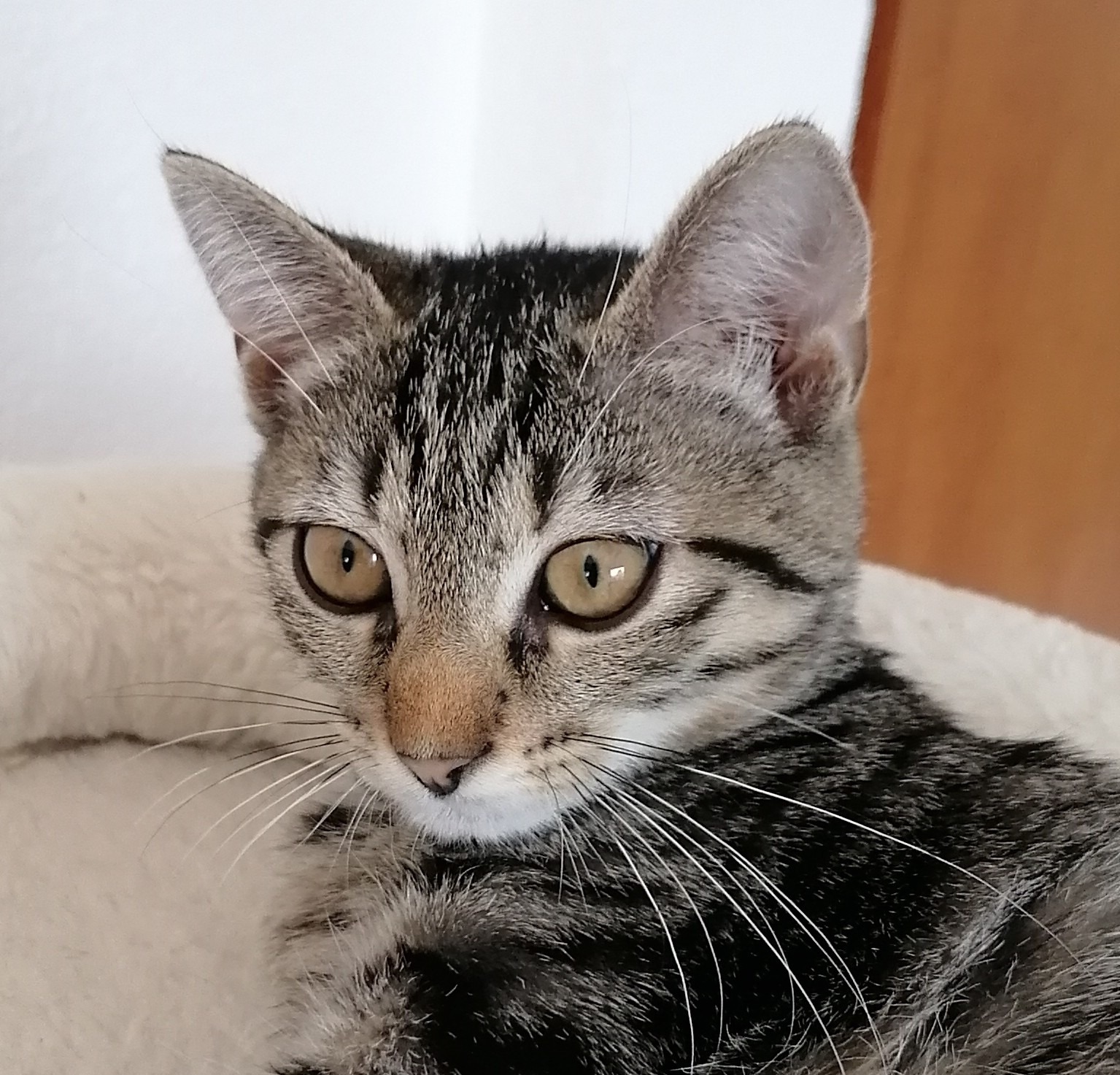 MILLI und VANILLI, 2x Katze, 05/2026, Freigang – Bild 7