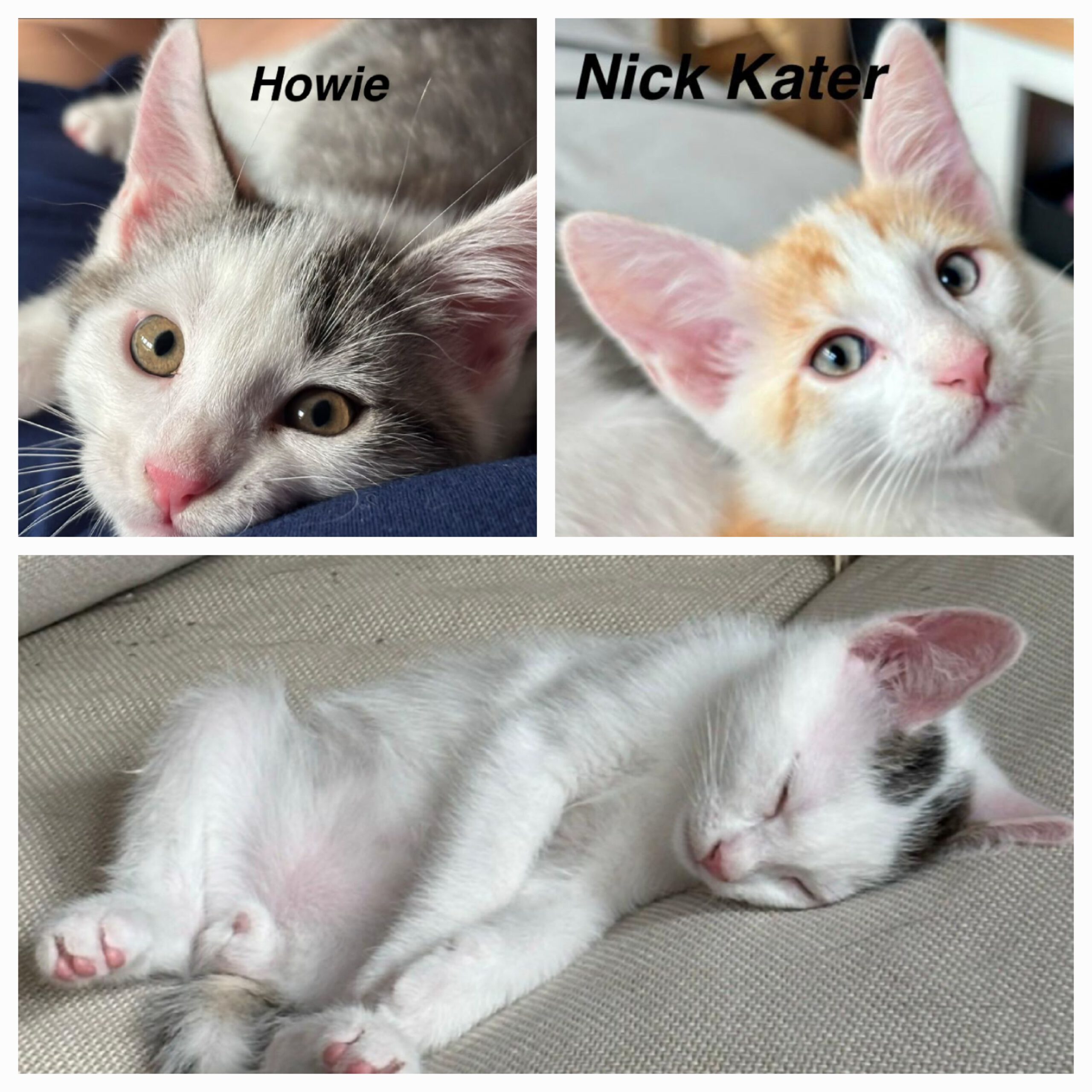 AJ, HOWIE, NICK, Kater, 5/2026