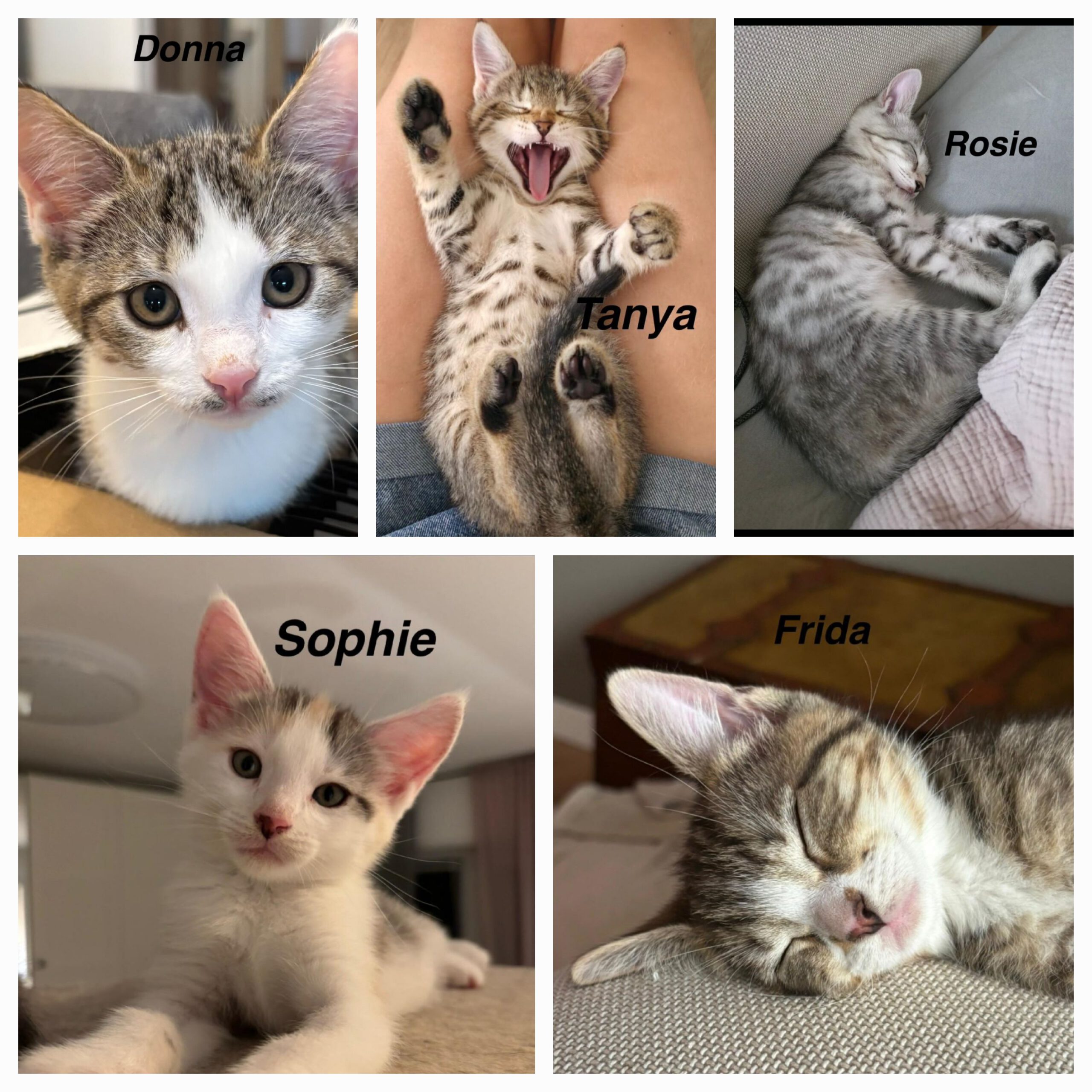 TANYA, SOPHIE, ROSIE, DONNA und FRIDA, Katze, 5/2026