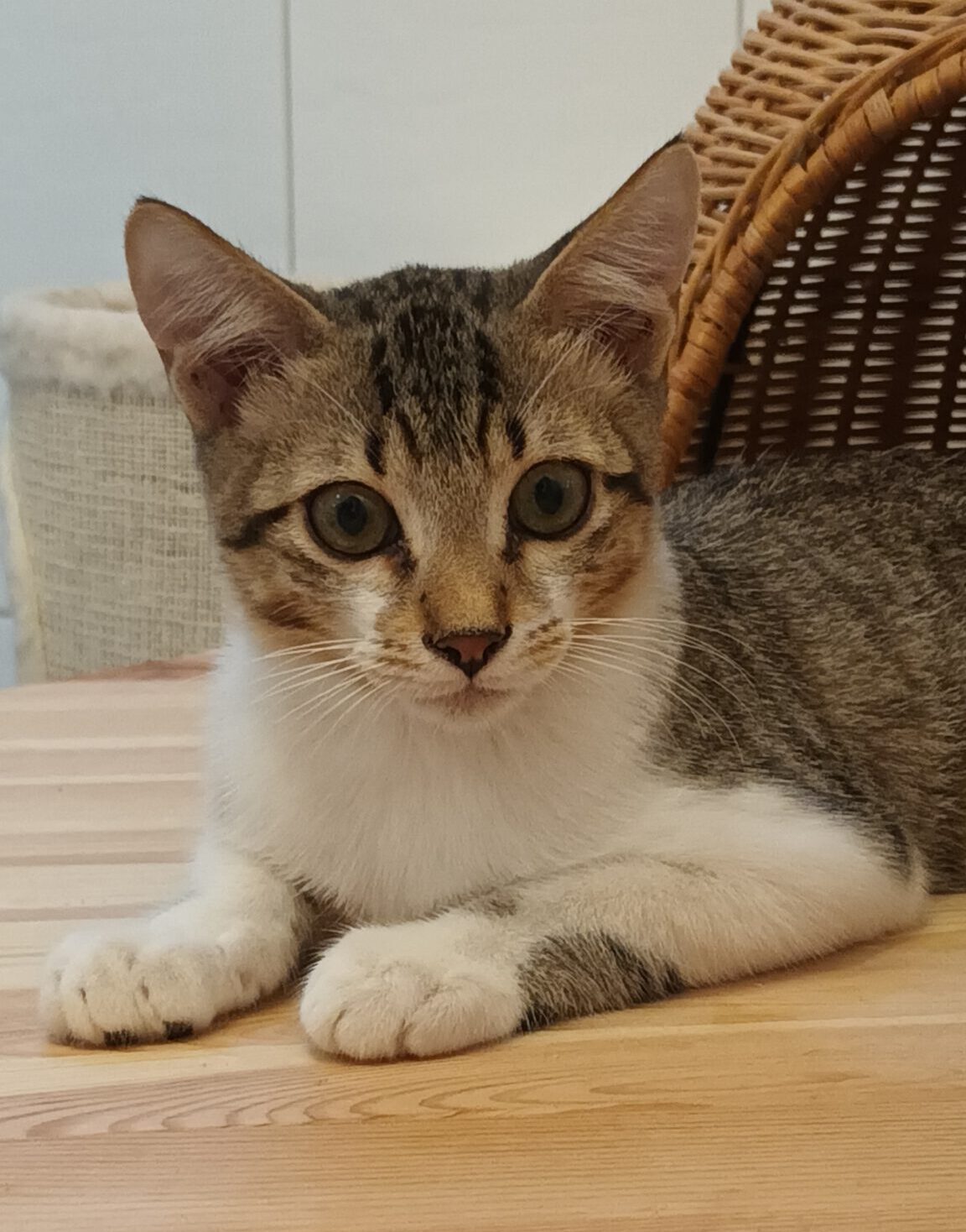 MICKEY, Kater, 4/2026