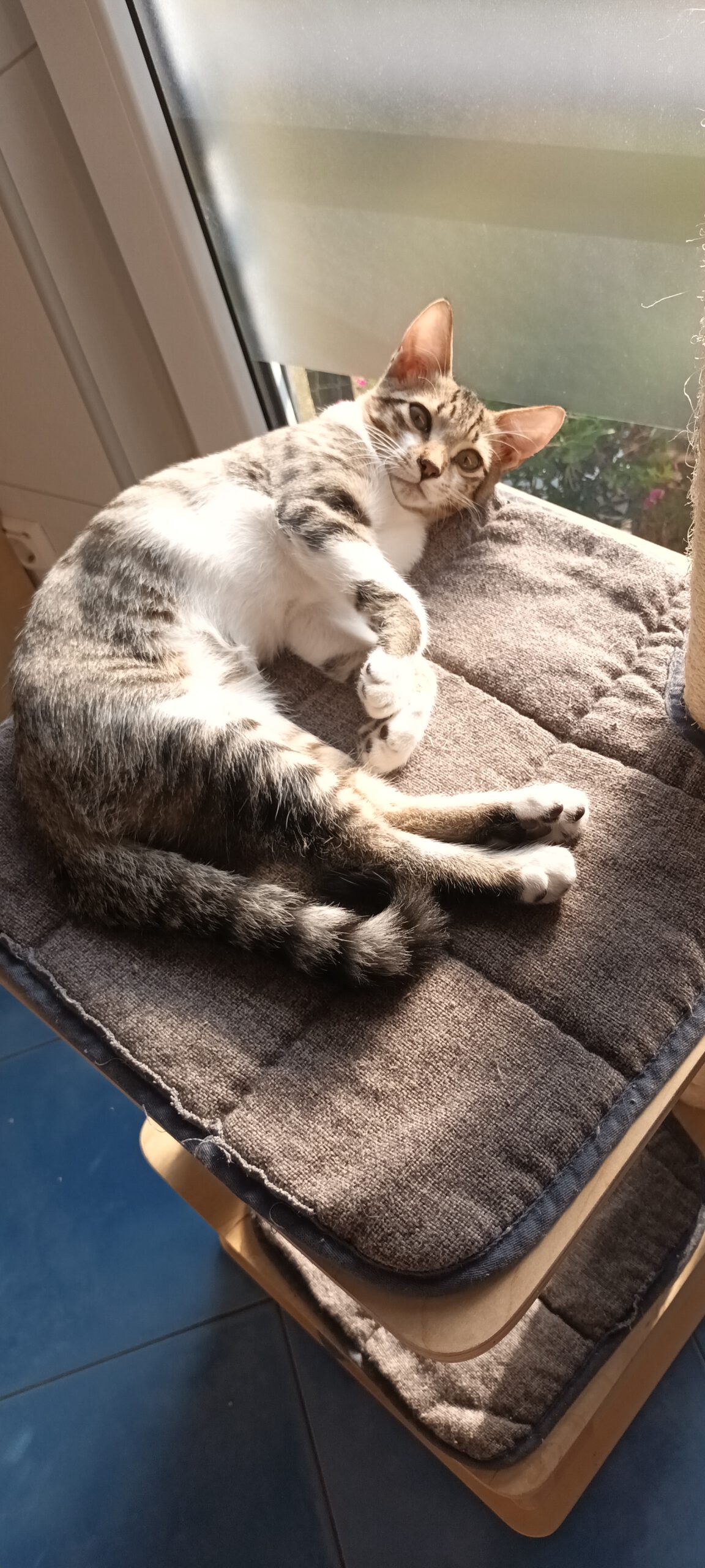 MICKEY, Kater, 4/2026 – Bild 6