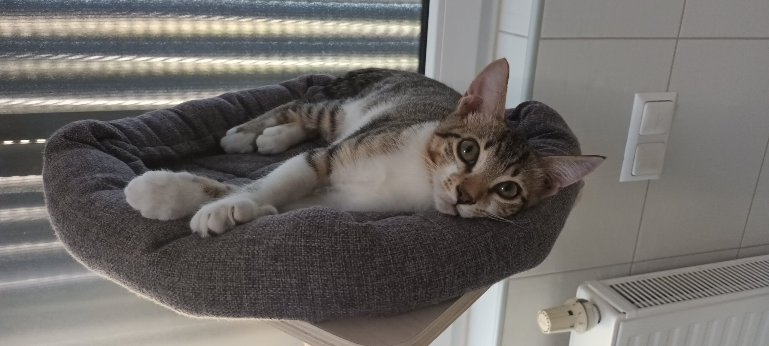 MICKEY, Kater, 4/2026 – Bild 5