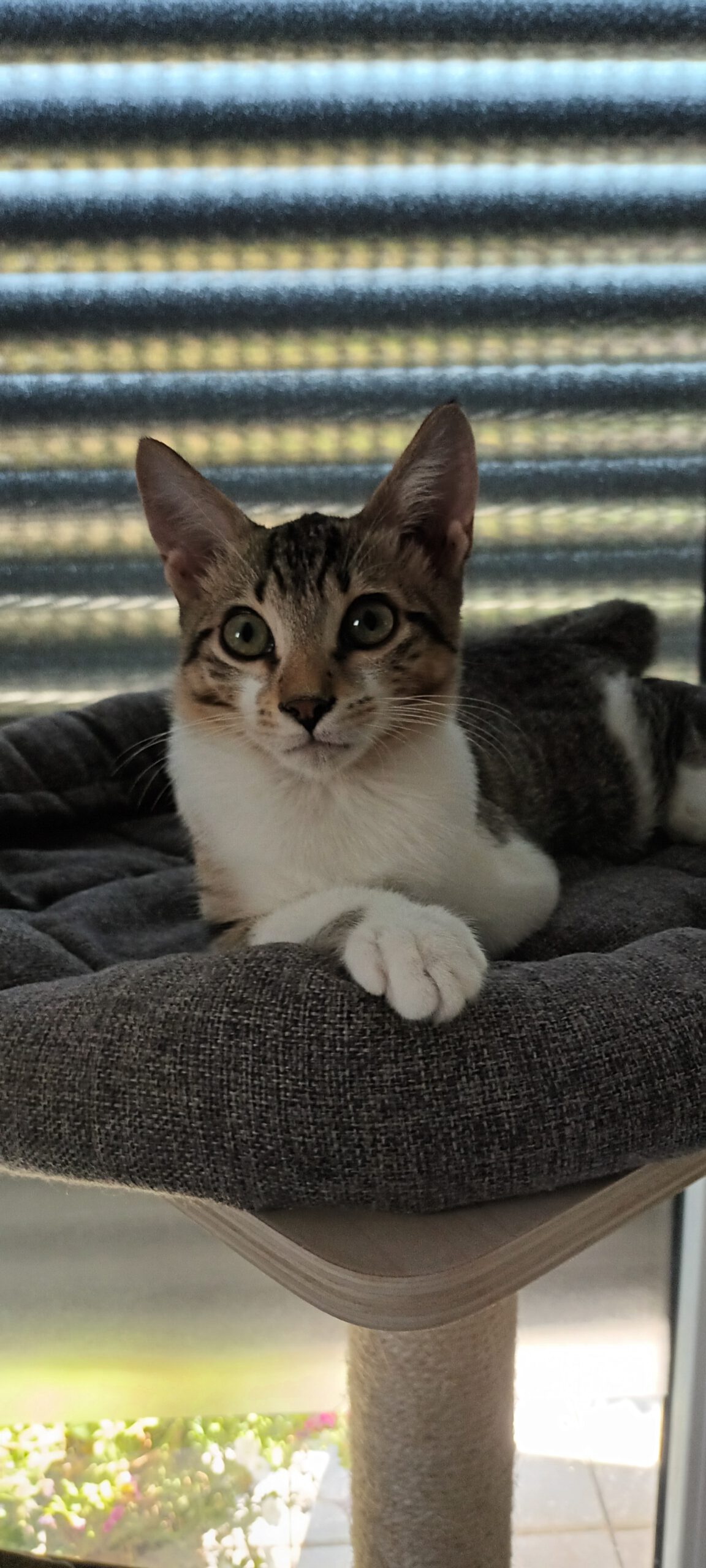 MICKEY, Kater, 4/2026 – Bild 2