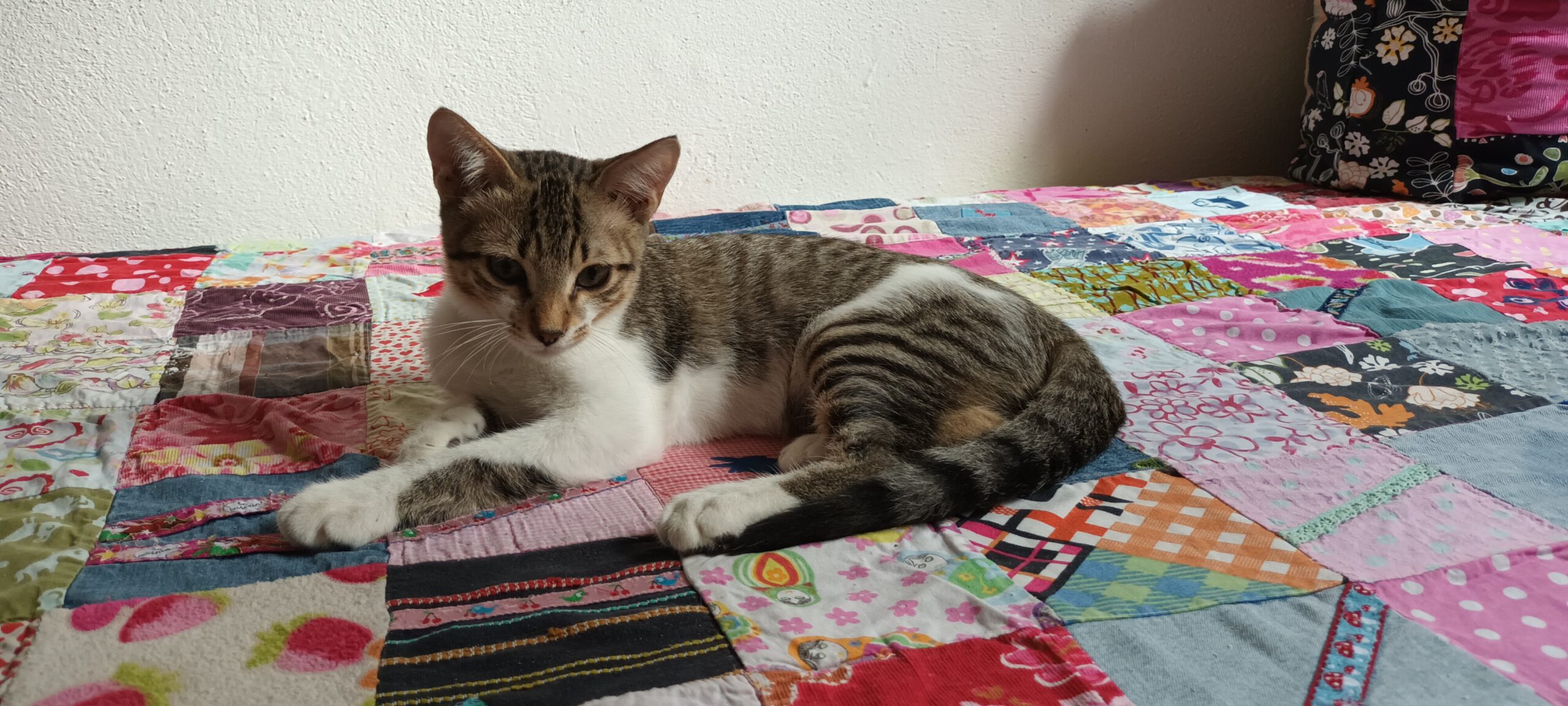 MICKEY, Kater, 4/2026 – Bild 3