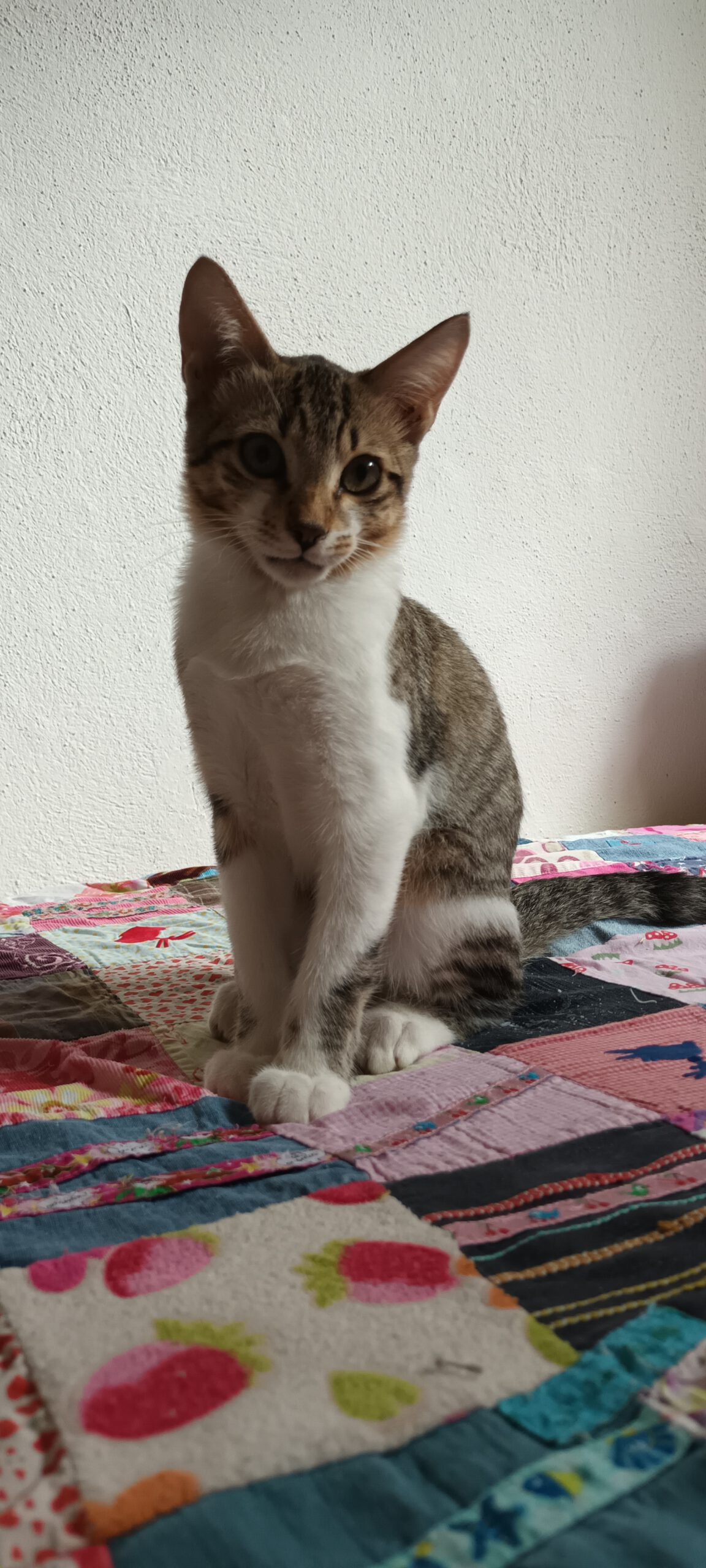 MICKEY, Kater, 4/2026 – Bild 4