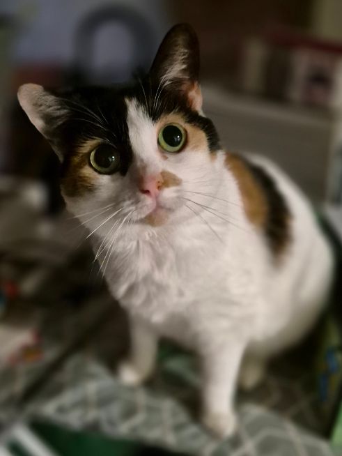 KIKI, Katze, 2018, Wohnungshaltung – Bild 3
