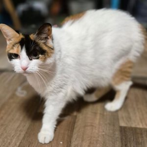 BELLA, Katze, 2018, Wohnungshaltung
