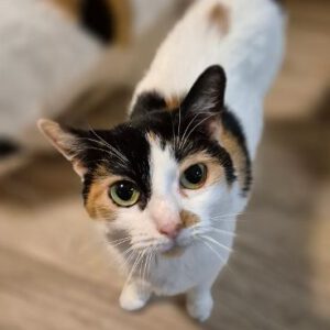 KIKI, Katze, 2018, Wohnungshaltung