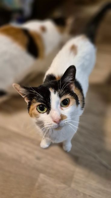 KIKI, Katze, 2018, Wohnungshaltung
