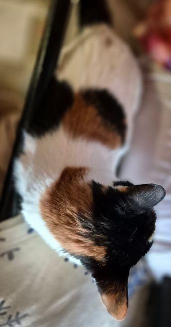 KIKI, Katze, 2018, Wohnungshaltung – Bild 2
