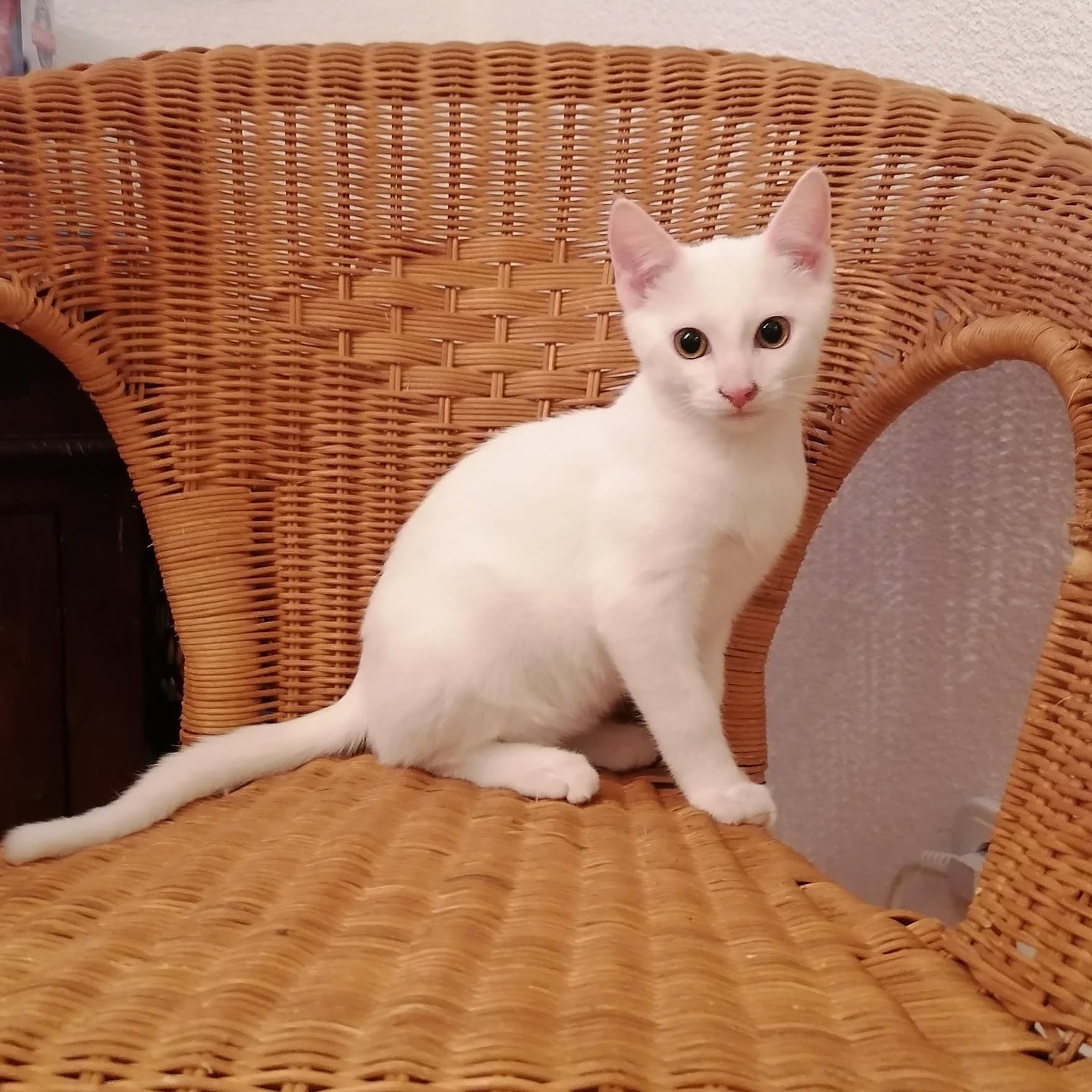 BUTTERCUP, DAFFODIL, DANDY und POPPY, 2x Katze, 2x Kater, 5/2026 – Bild 3