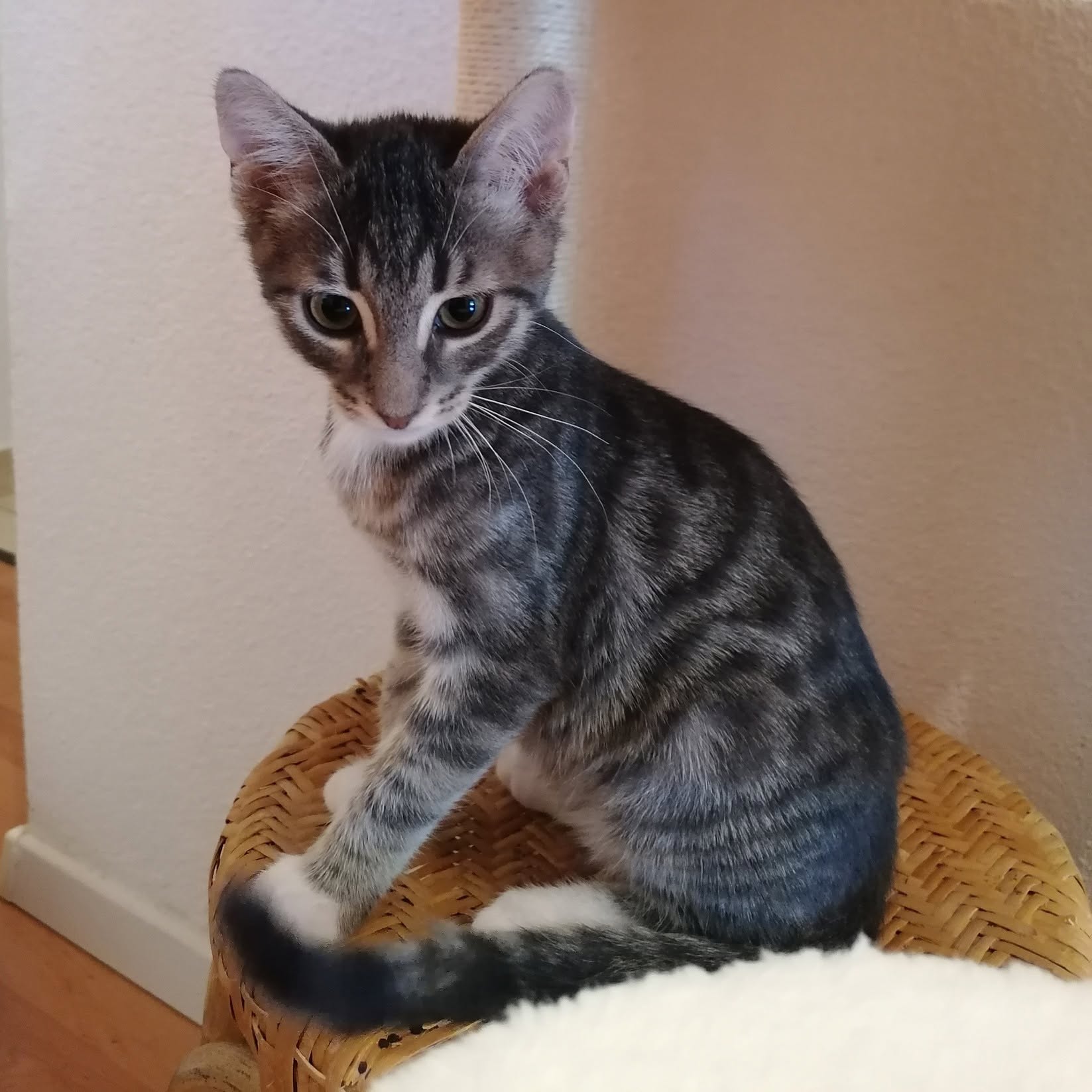 BUTTERCUP, DAFFODIL, DANDY und POPPY, 2x Katze, 2x Kater, 5/2026 – Bild 5