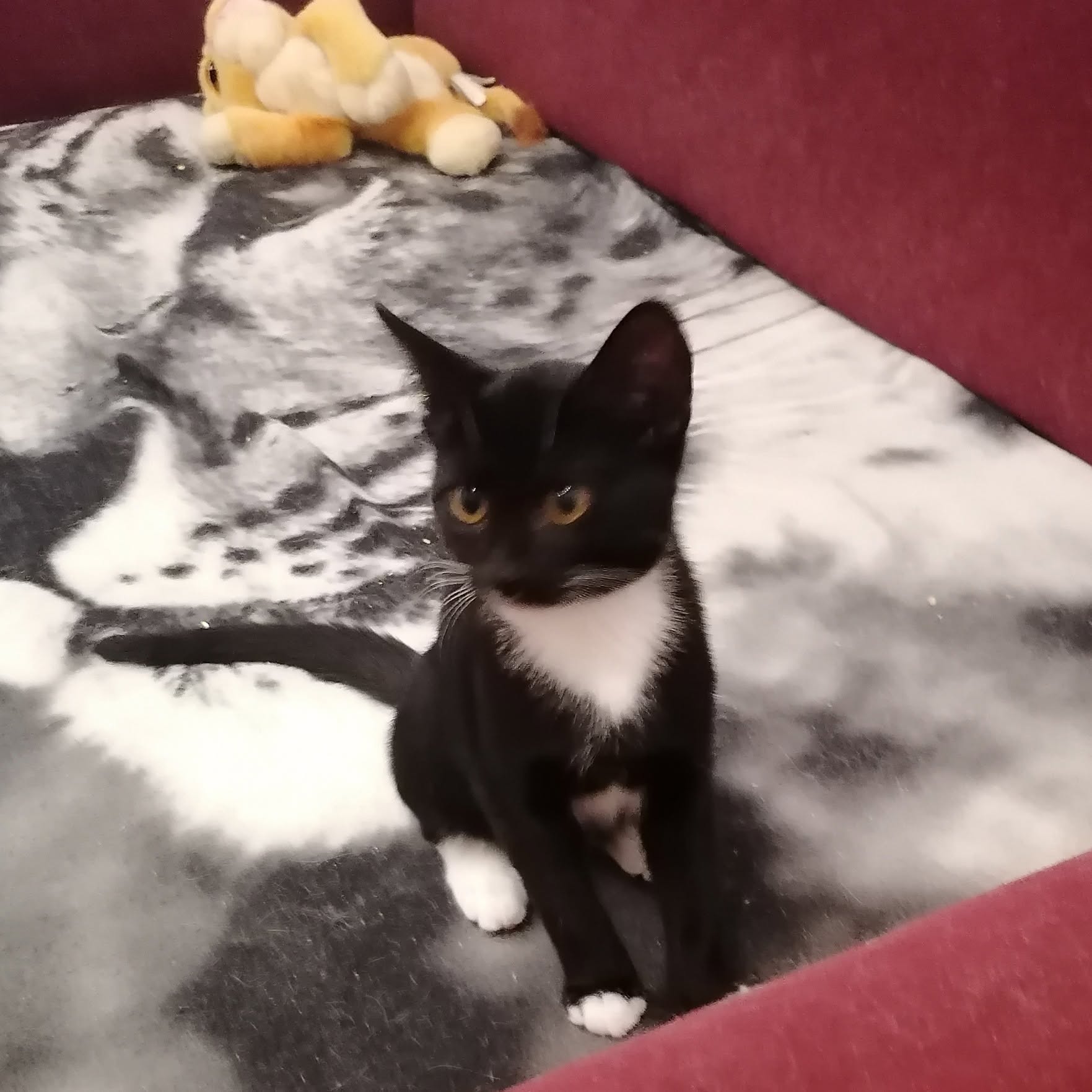 BUTTERCUP, DAFFODIL, DANDY und POPPY, 2x Katze, 2x Kater, 5/2026 – Bild 6