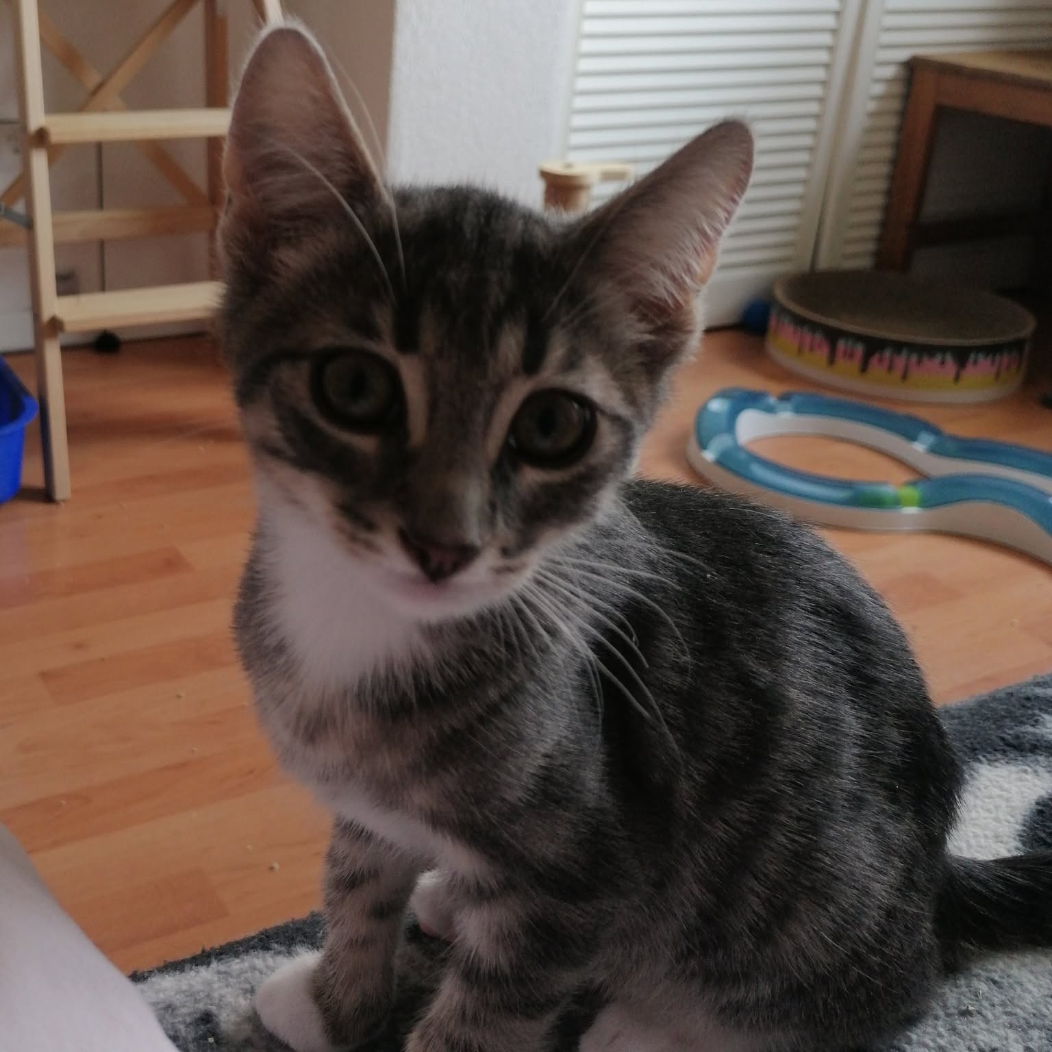 BUTTERCUP, DAFFODIL, DANDY und POPPY, 2x Katze, 2x Kater, 5/2026 – Bild 4
