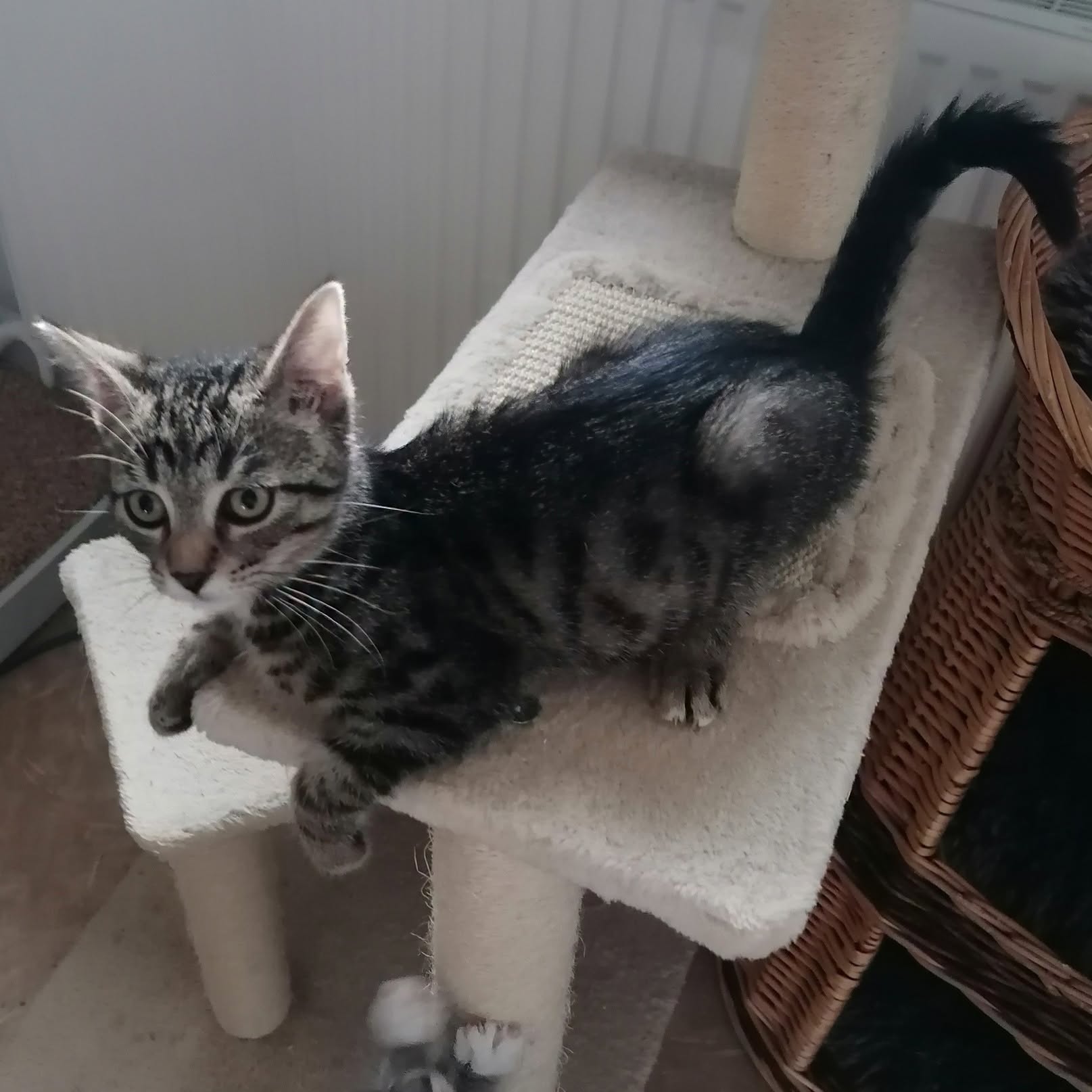YOKI, Kater, 5/2026 – Bild 3