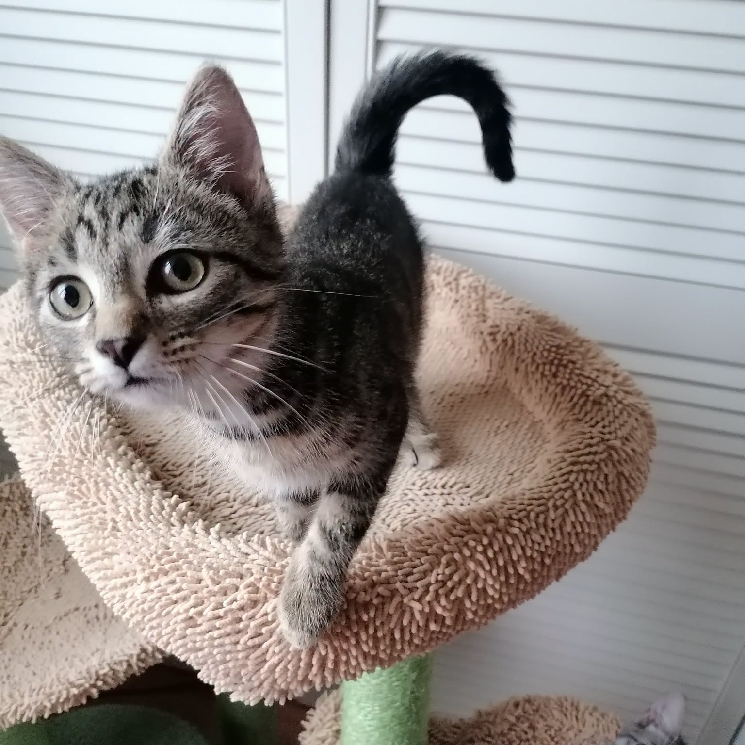 YOKI, Kater, 5/2026 – Bild 2