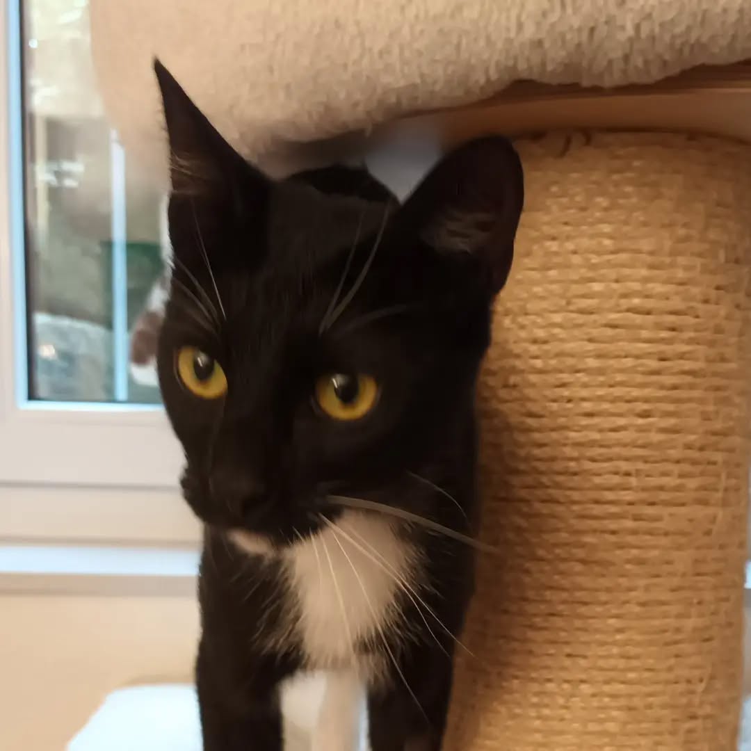 AMY, Katze, 4/2025, Freigang – Bild 4