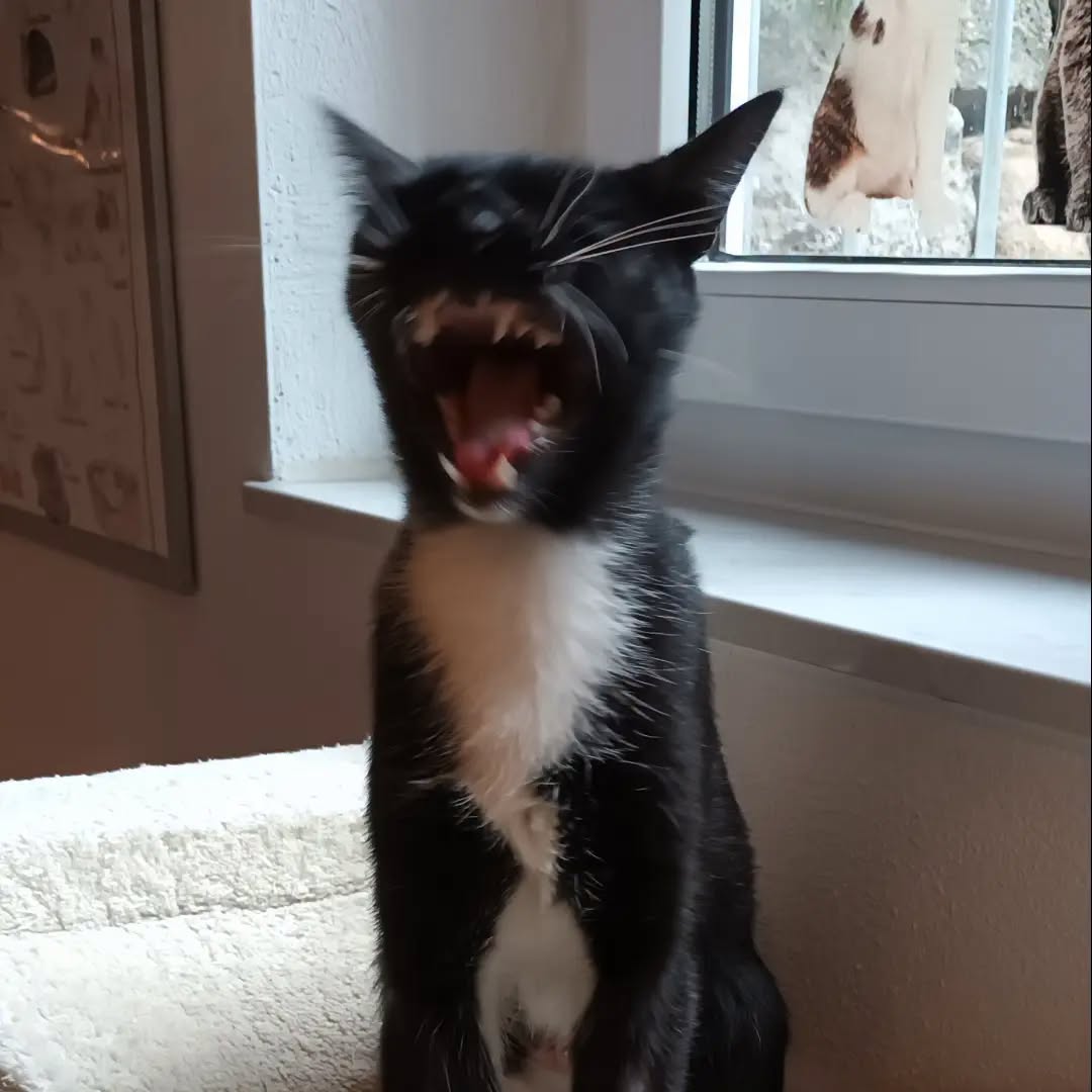 AMY, Katze, 4/2025, Freigang – Bild 2