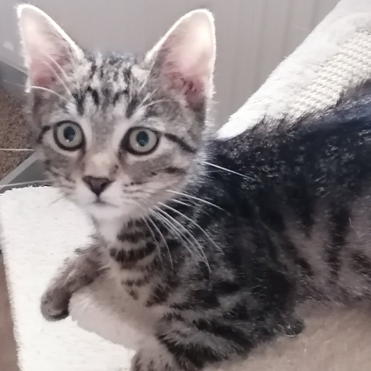 YOKI, Kater, 5/2026