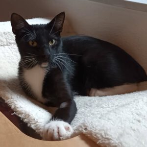 AMY, Katze, 4/2025, Freigang