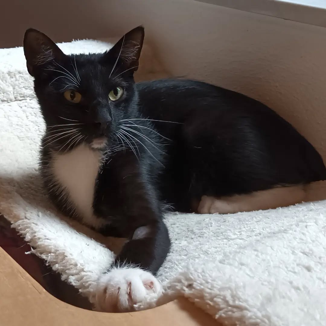 AMY, Katze, 4/2025, Freigang