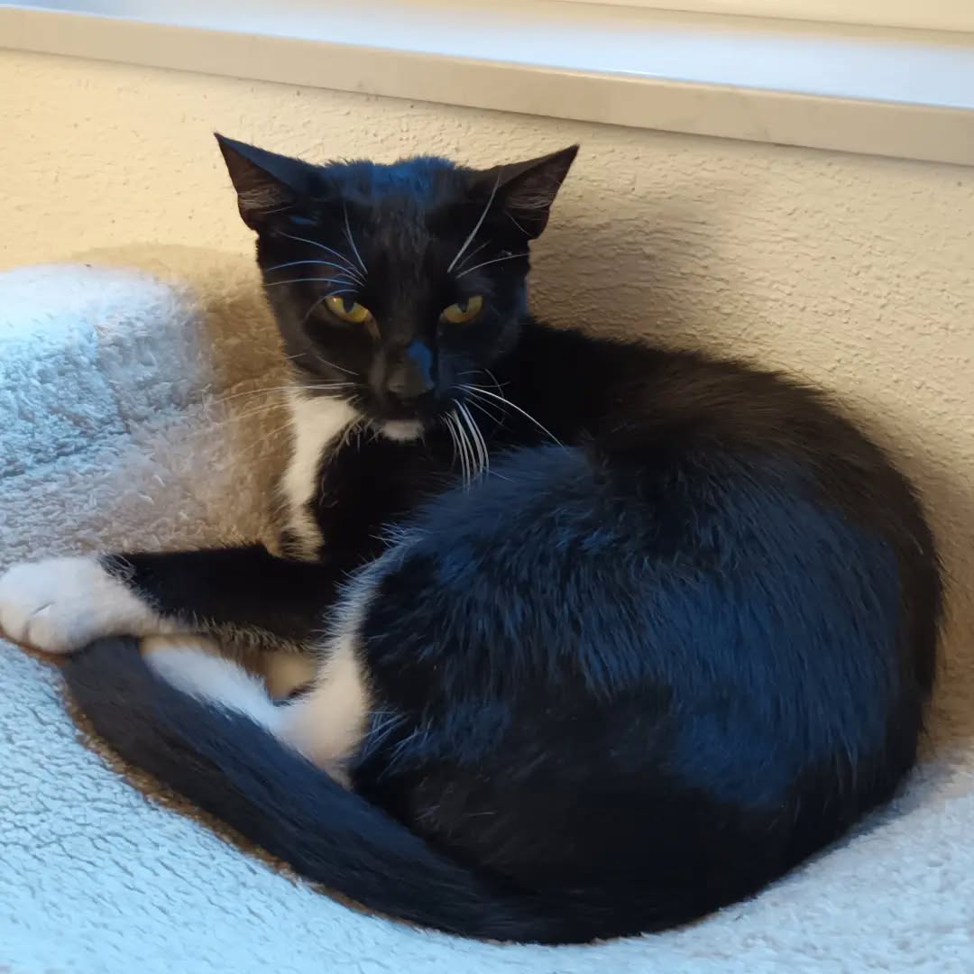 AMY, Katze, 4/2025, Freigang – Bild 3