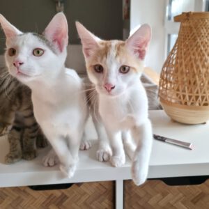 AJ und NICK, Kater, 5/2026