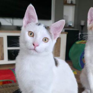 AJ, Kater, 5/2026