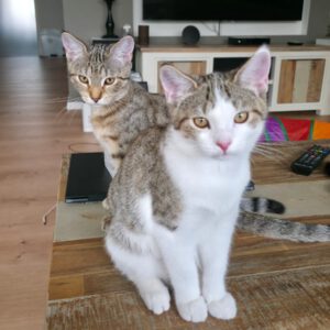 TANYA und DONNA, Katze, 5/2026