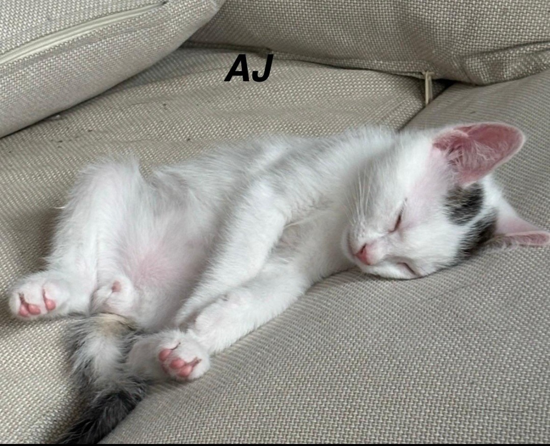 AJ, HOWIE, NICK, Kater, 5/2026 – Bild 5