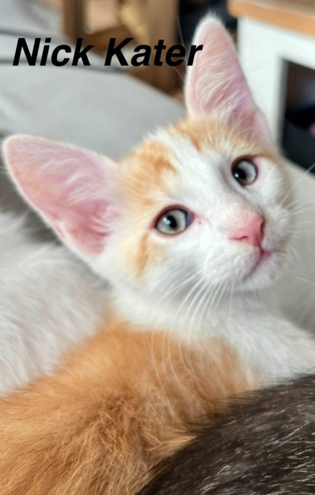 AJ, HOWIE, NICK, Kater, 5/2026 – Bild 2