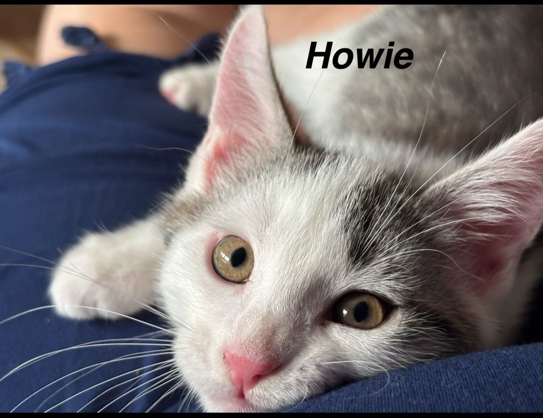 AJ, HOWIE, NICK, Kater, 5/2026 – Bild 3