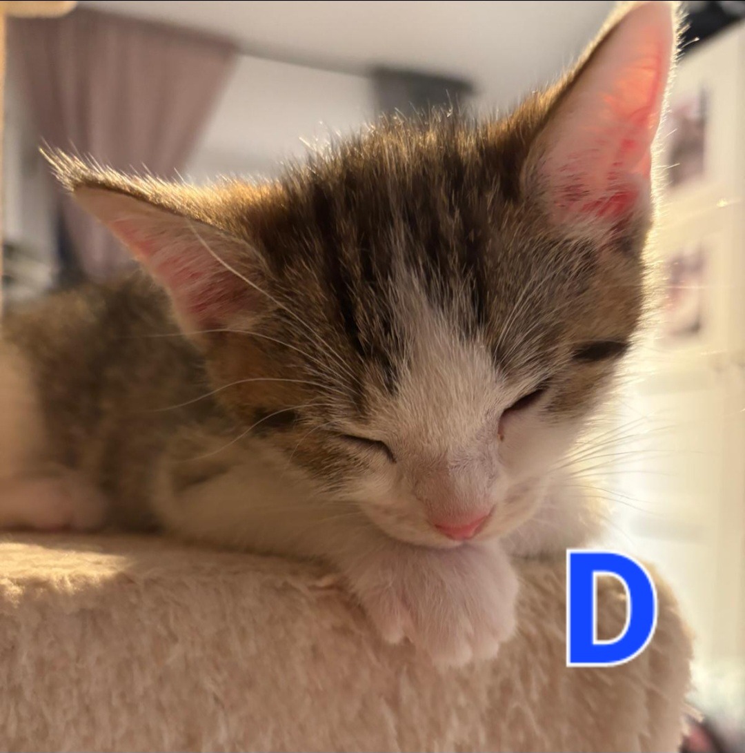 TANYA, SOPHIE, ROSIE, DONNA und FRIDA, Katze, 5/2026 – Bild 7