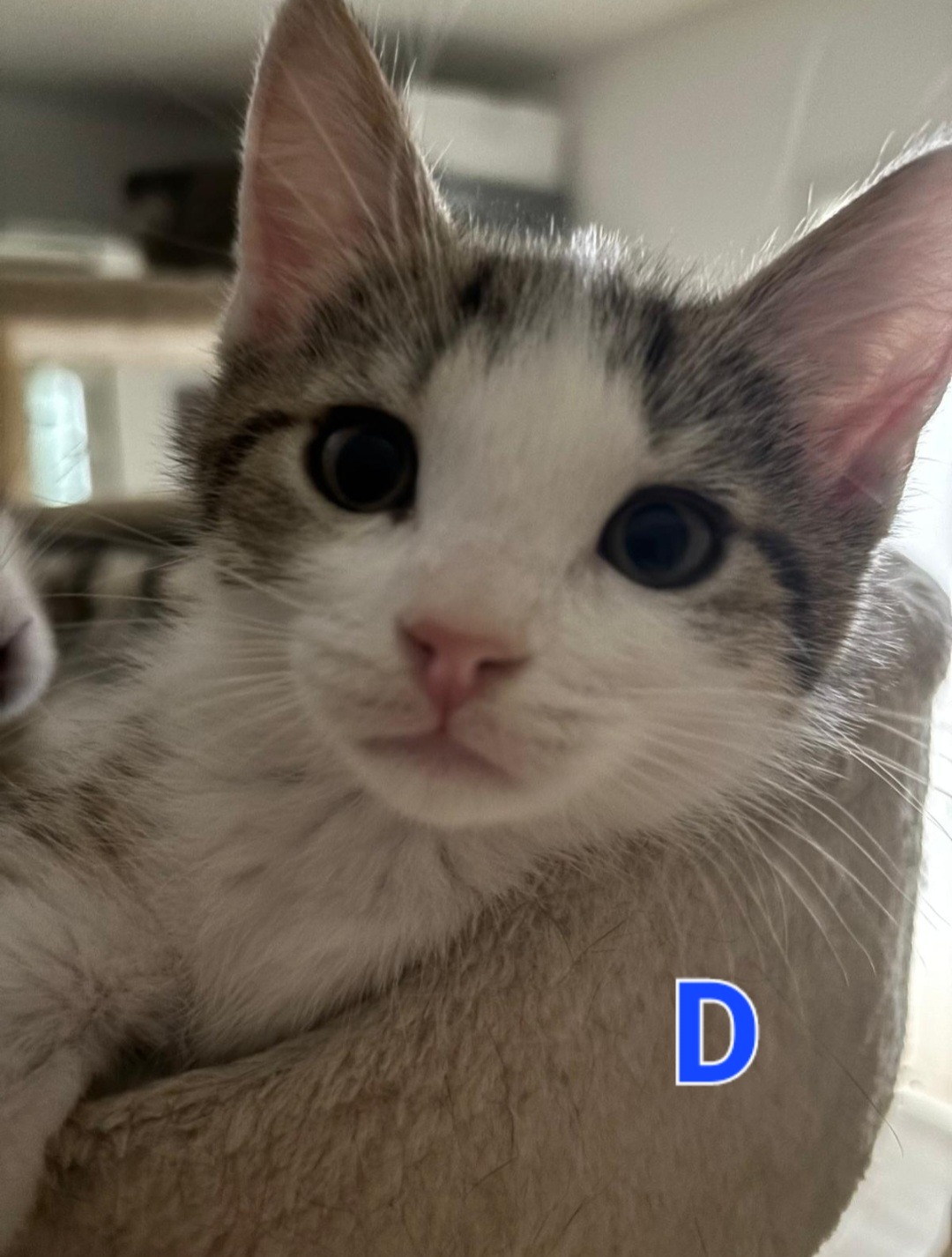 TANYA, SOPHIE, ROSIE, DONNA und FRIDA, Katze, 5/2026 – Bild 6