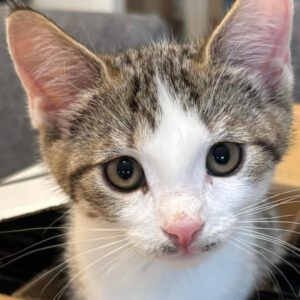 DONNA, Katze, 5/2026