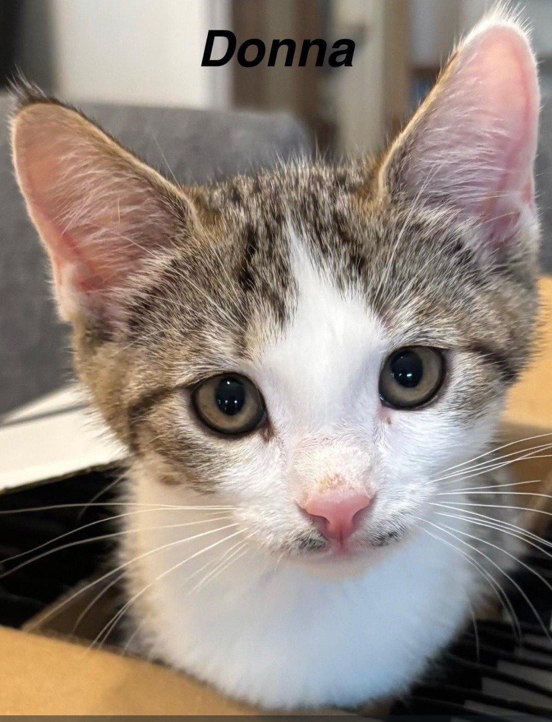 TANYA, SOPHIE, ROSIE, DONNA und FRIDA, Katze, 5/2026 – Bild 5