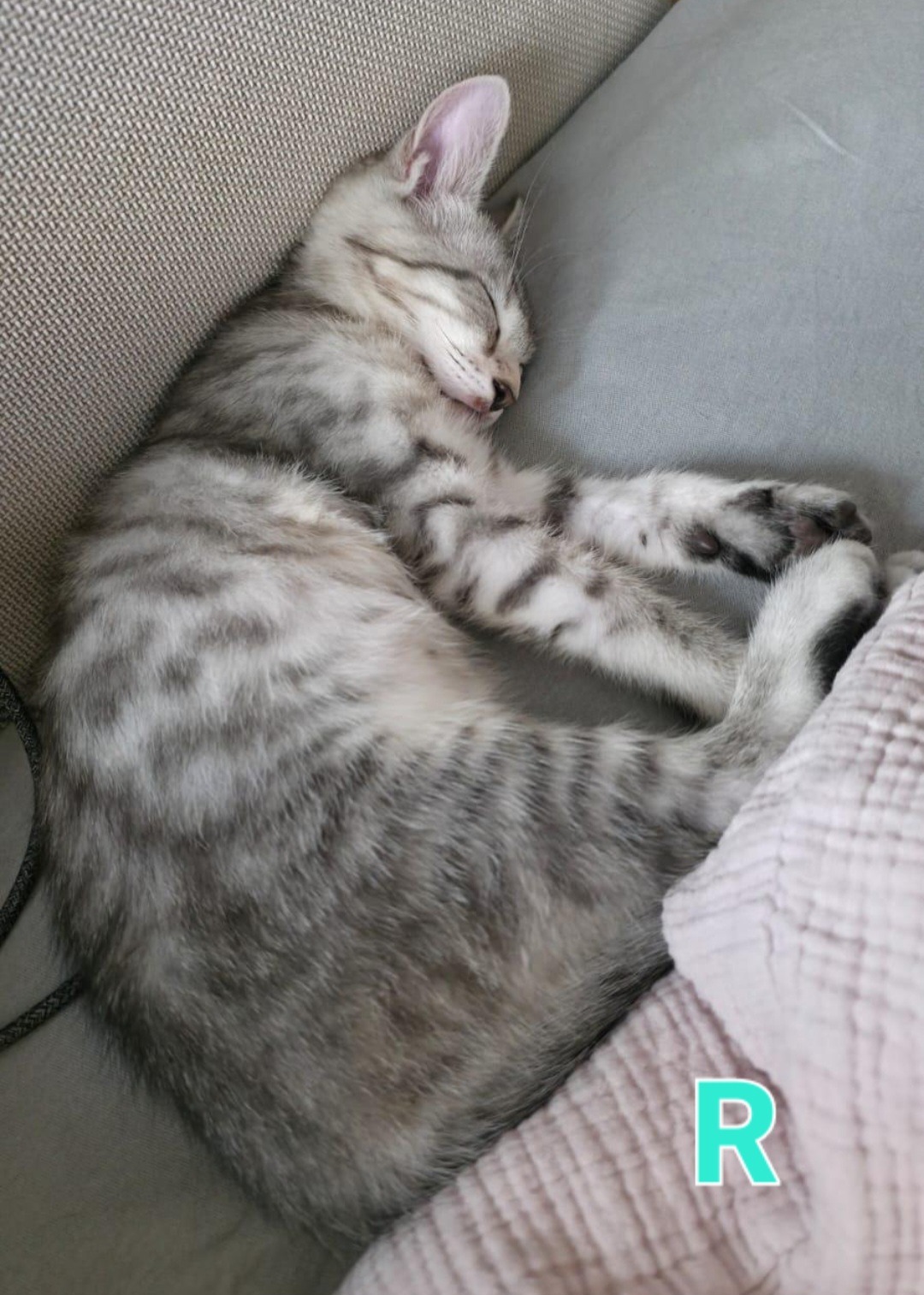 TANYA, SOPHIE, ROSIE, DONNA und FRIDA, Katze, 5/2026 – Bild 16