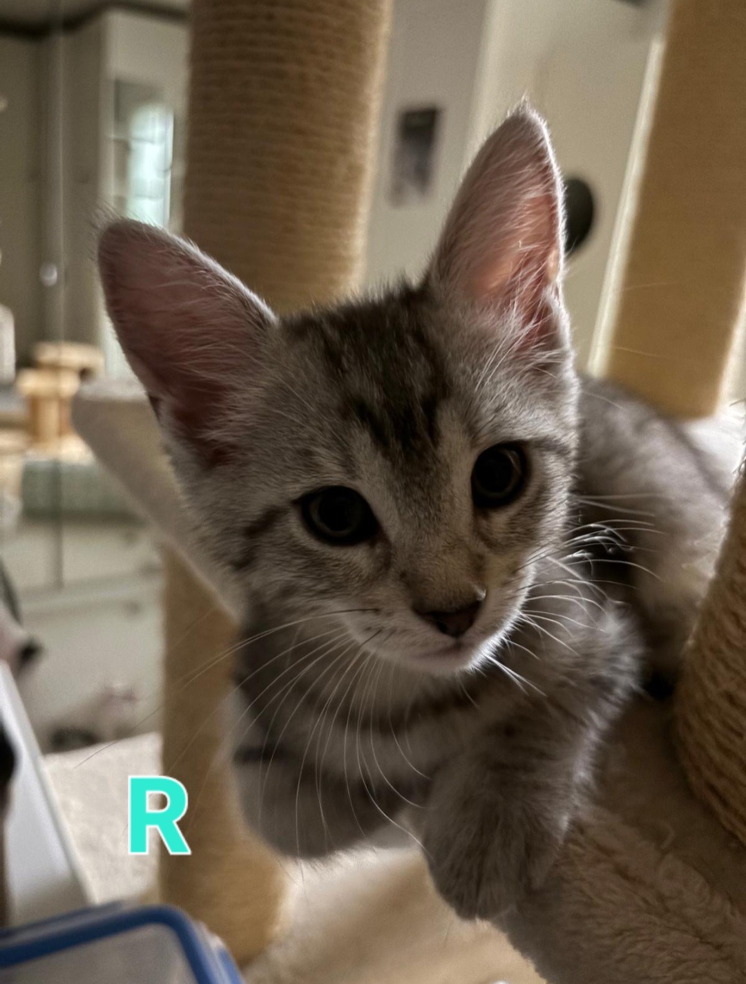 TANYA, SOPHIE, ROSIE, DONNA und FRIDA, Katze, 5/2026 – Bild 15
