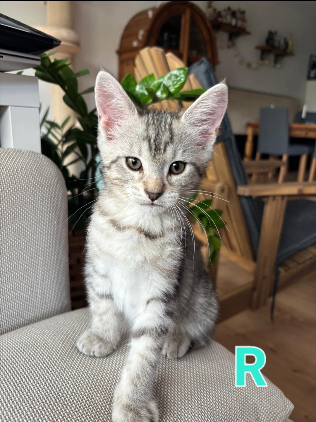 TANYA, SOPHIE, ROSIE, DONNA und FRIDA, Katze, 5/2026 – Bild 14