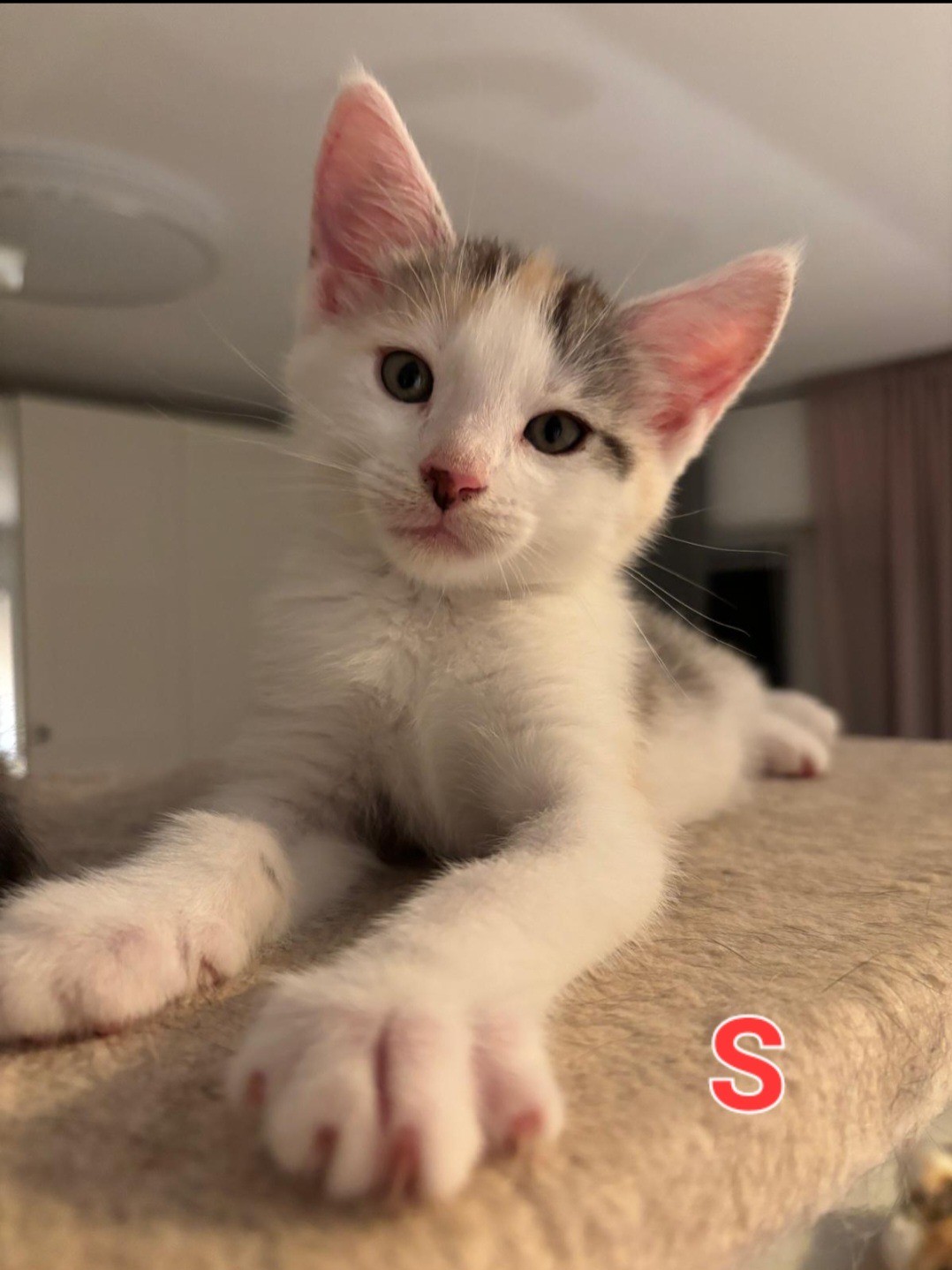 TANYA, SOPHIE, ROSIE, DONNA und FRIDA, Katze, 5/2026 – Bild 8