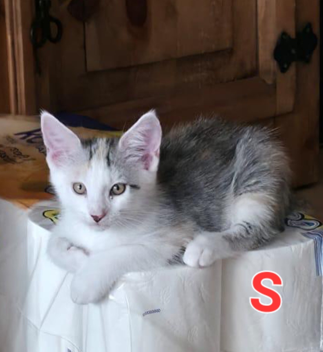 TANYA, SOPHIE, ROSIE, DONNA und FRIDA, Katze, 5/2026 – Bild 9