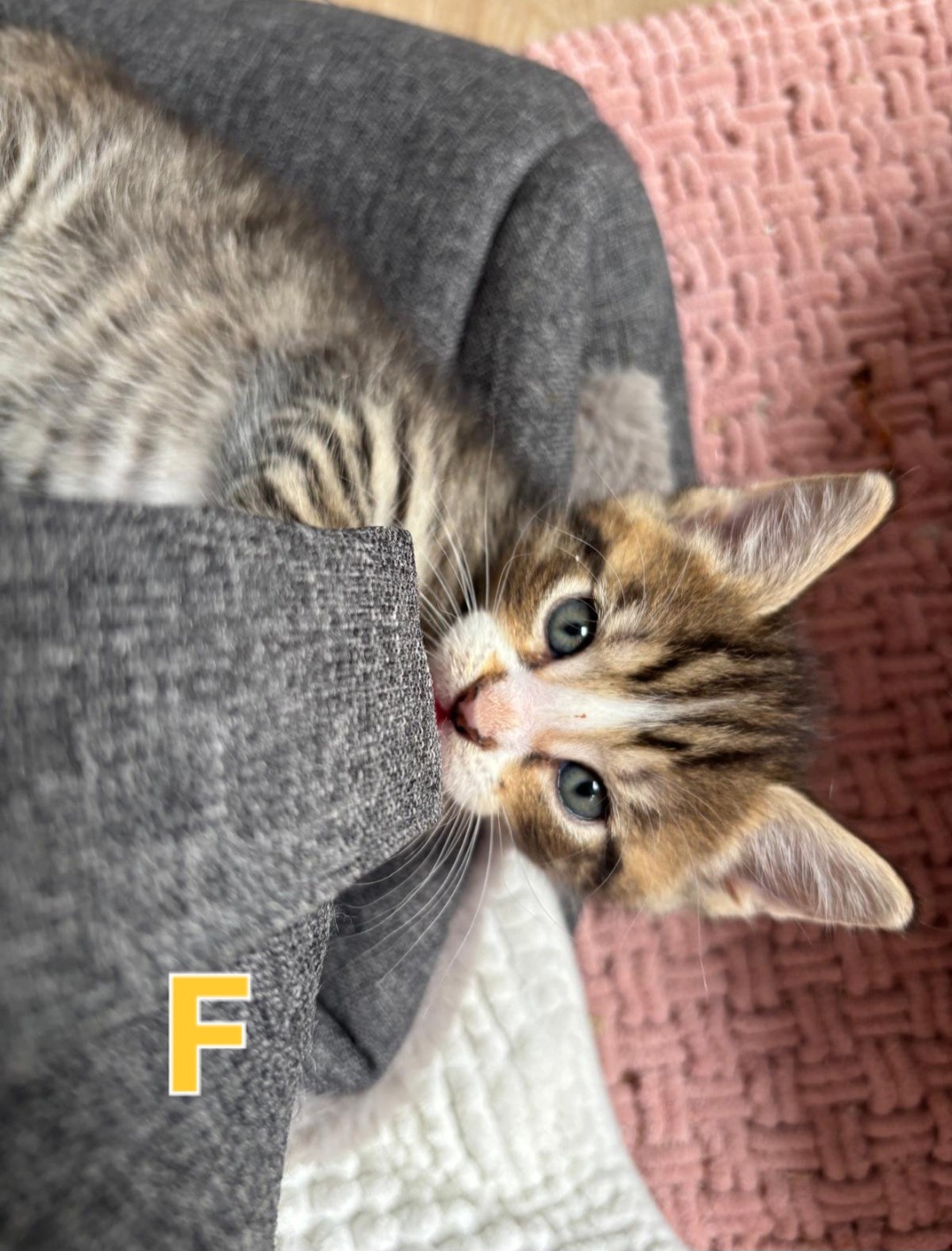 TANYA, SOPHIE, ROSIE, DONNA und FRIDA, Katze, 5/2026 – Bild 10
