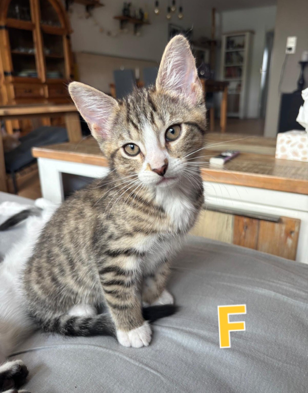 TANYA, SOPHIE, ROSIE, DONNA und FRIDA, Katze, 5/2026 – Bild 11