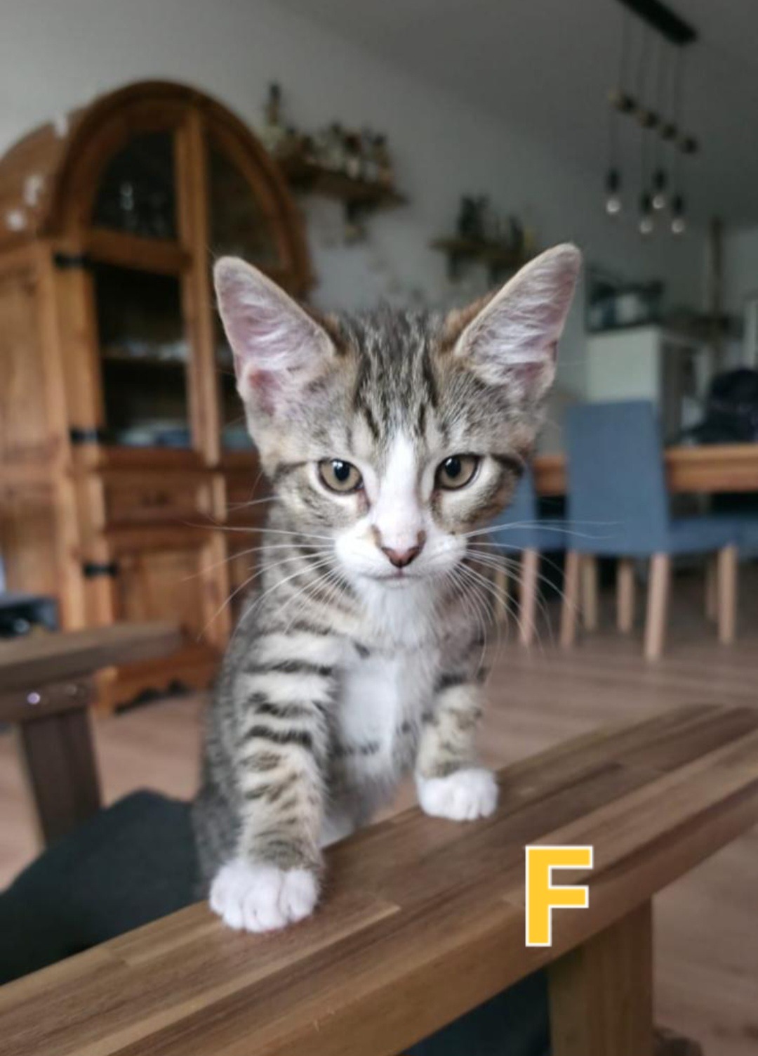 TANYA, SOPHIE, ROSIE, DONNA und FRIDA, Katze, 5/2026 – Bild 13