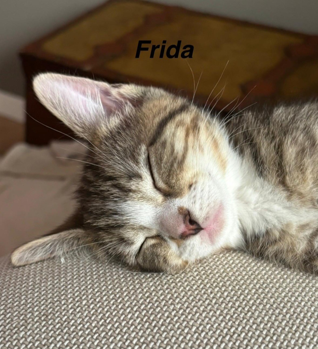 TANYA, SOPHIE, ROSIE, DONNA und FRIDA, Katze, 5/2026 – Bild 12
