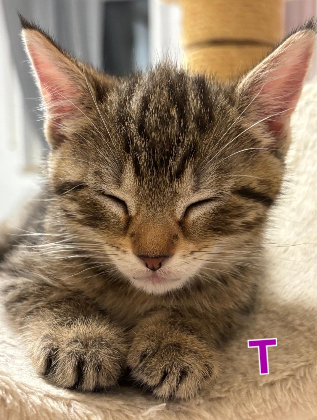 TANYA, SOPHIE, ROSIE, DONNA und FRIDA, Katze, 5/2026 – Bild 4