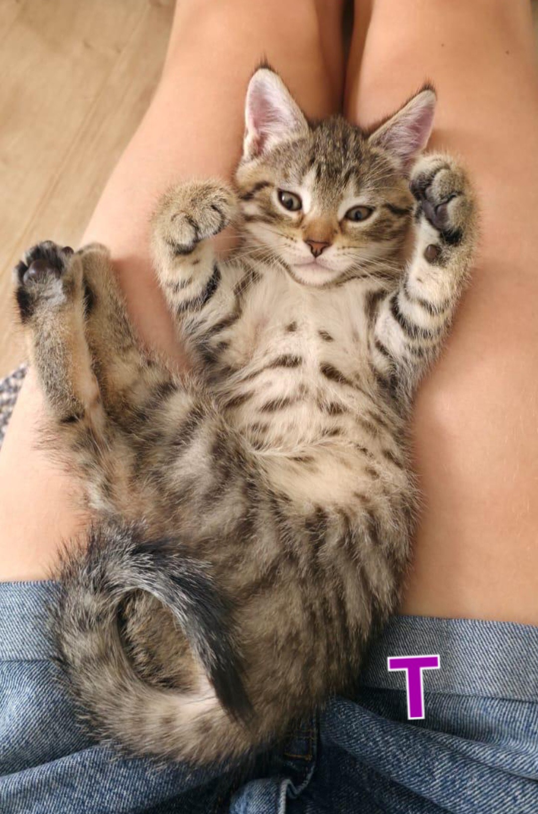 TANYA, SOPHIE, ROSIE, DONNA und FRIDA, Katze, 5/2026 – Bild 2