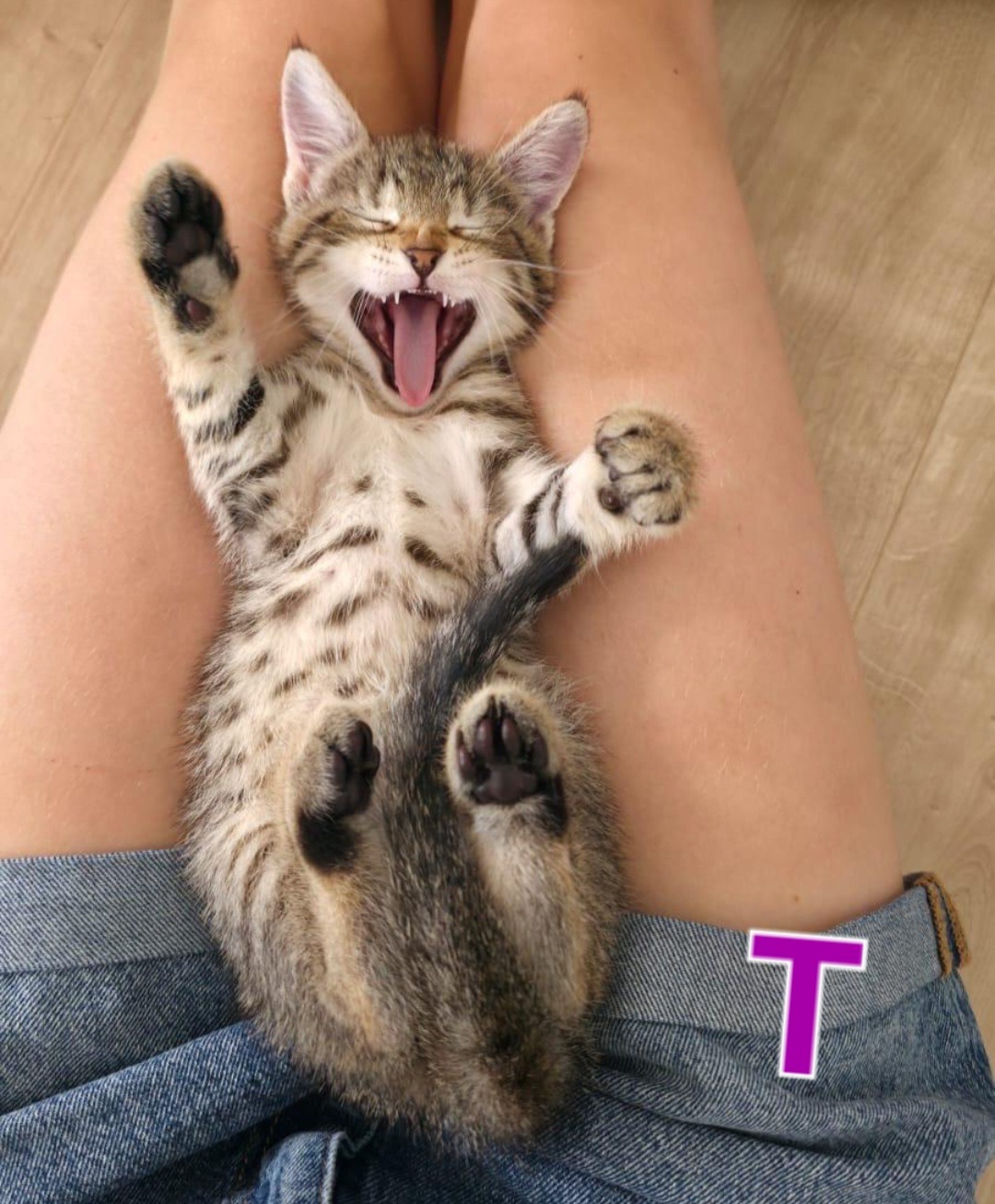 TANYA, SOPHIE, ROSIE, DONNA und FRIDA, Katze, 5/2026 – Bild 3