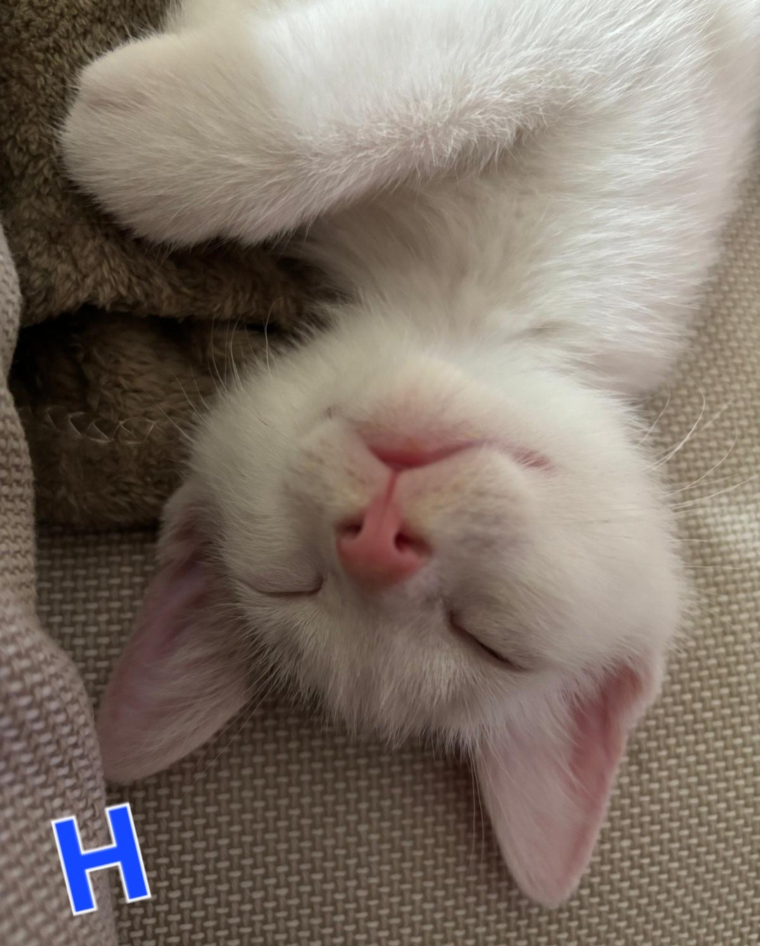AJ, HOWIE, NICK, Kater, 5/2026 – Bild 6