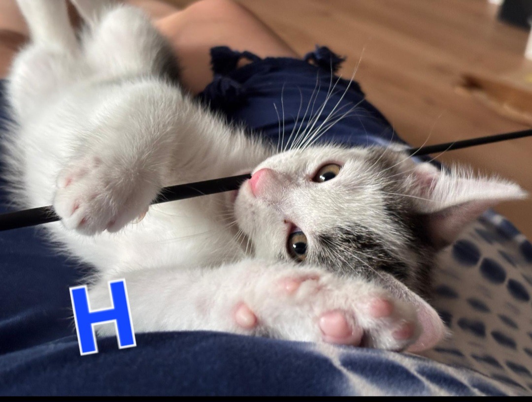 AJ, HOWIE, NICK, Kater, 5/2026 – Bild 8